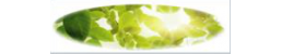 Green Vision & Associates Green Vision & Associates